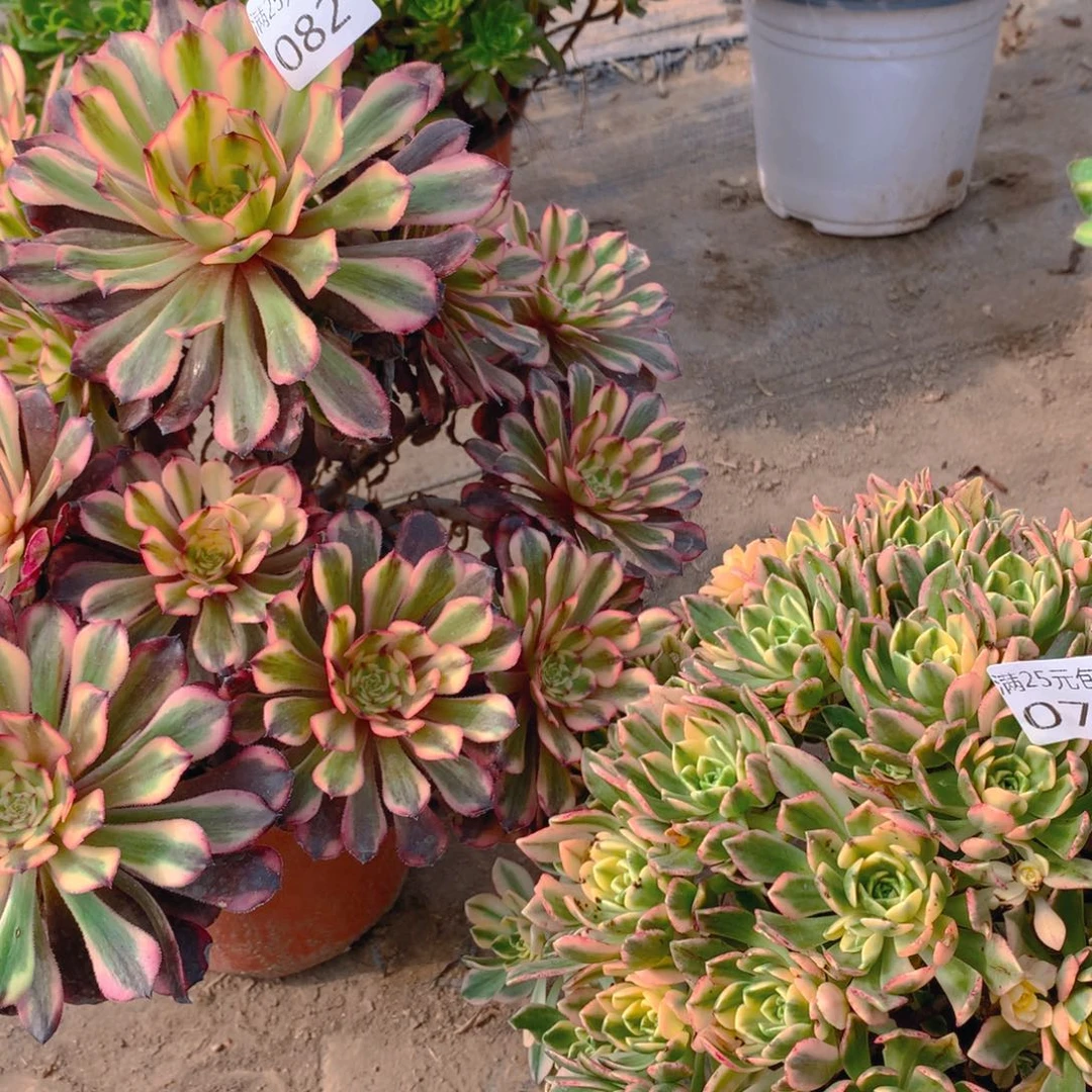 078甜茶捧花多肉植物