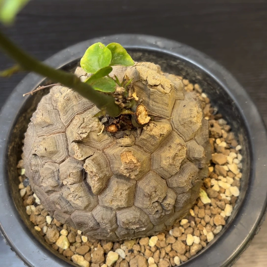 9号龟甲龙带盆包邮