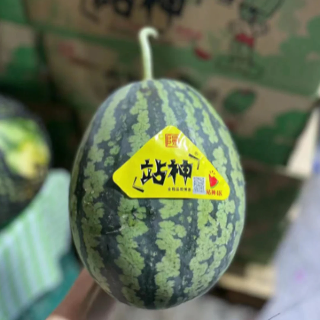 【脆甜爽口】站神甘美4K西瓜 6-10斤一颗江苏省