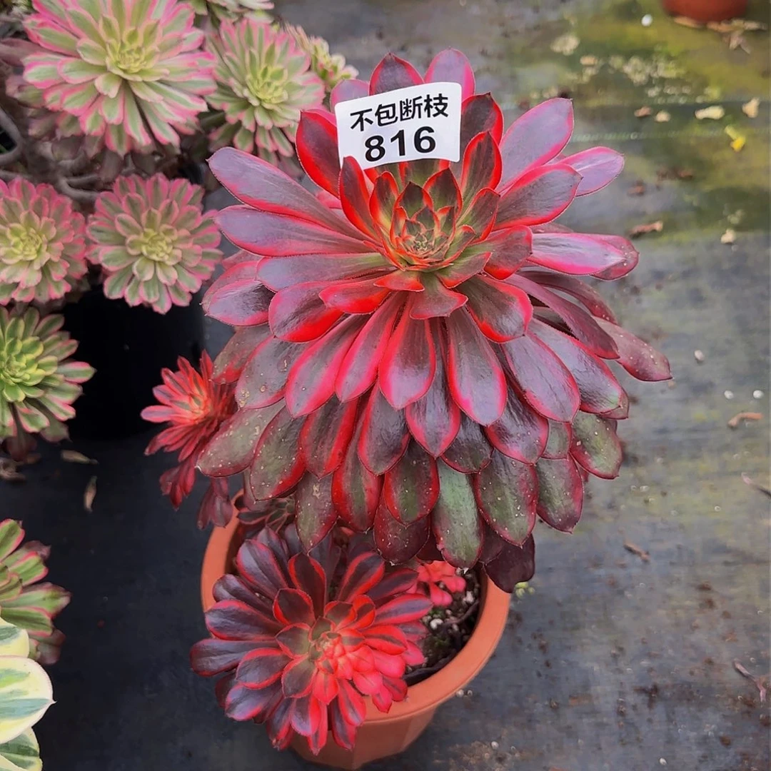 816多肉法师锦1111