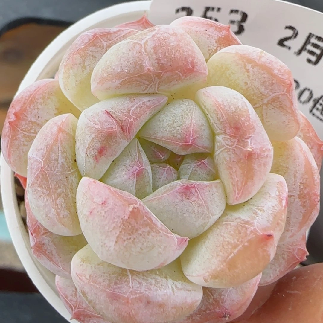 花语逸境0222-353