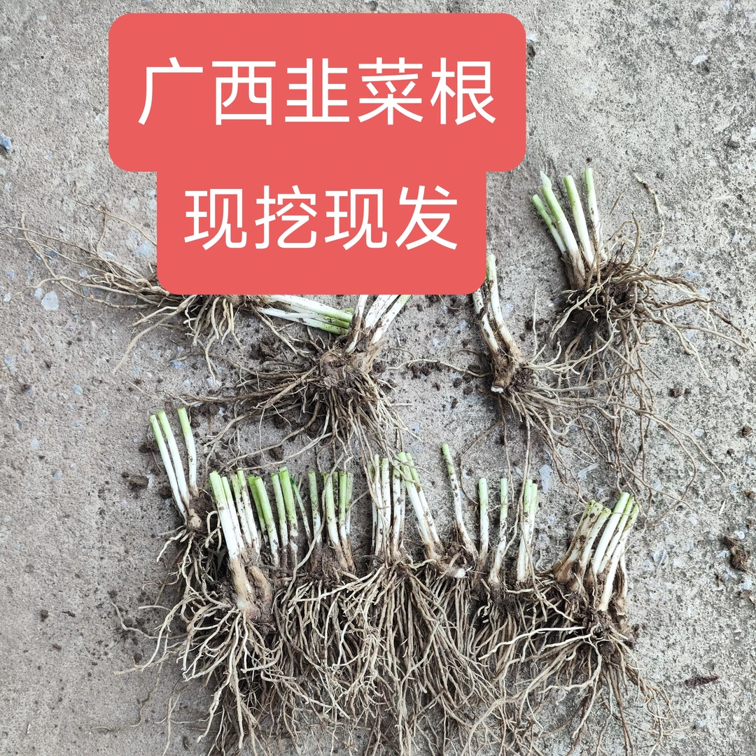 广西本地农家韭菜根农家自种现挖现发的宽叶韭菜根成活率高