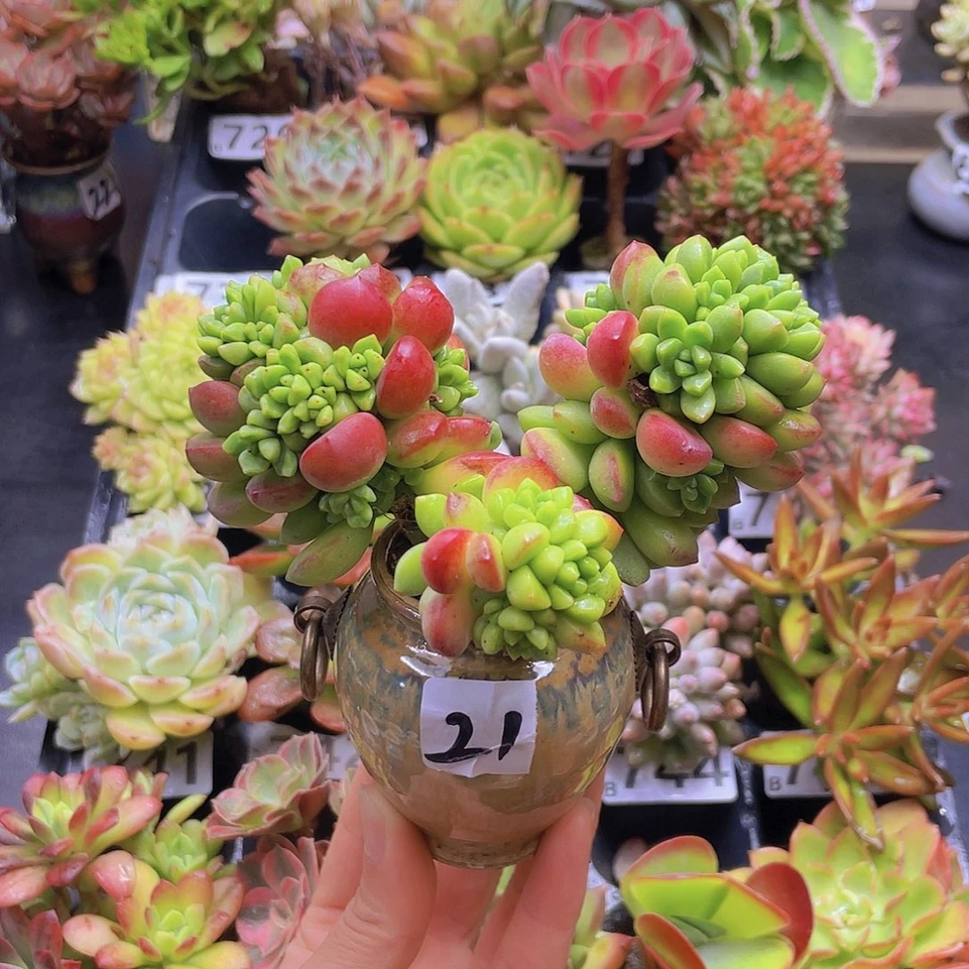 葡***诚花钱花钱花钱花钱