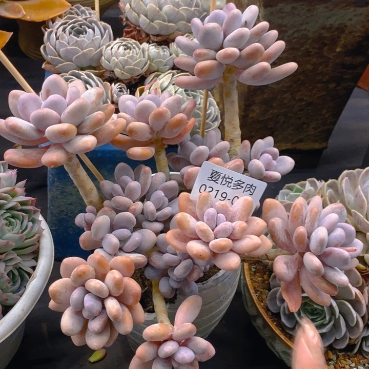 夏悦多肉 0219-37蛋黄奶