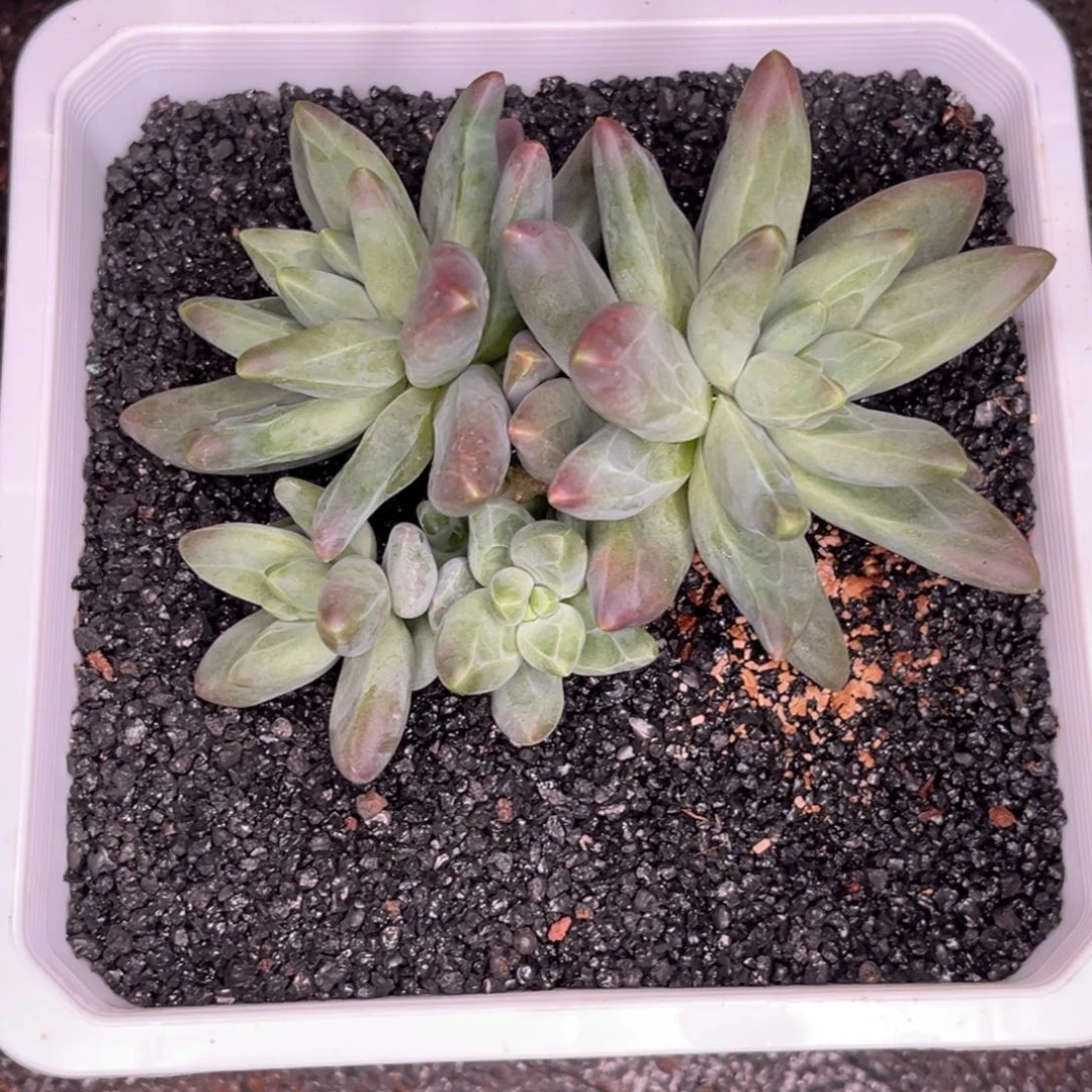 上****全部花朵摩登女郎