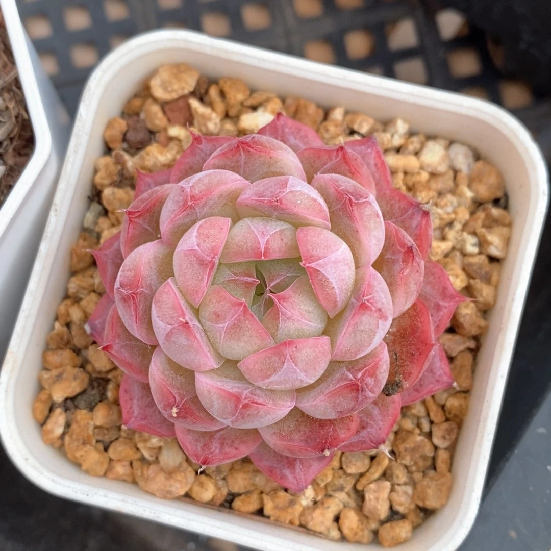 精品多肉一物一拍不包整104