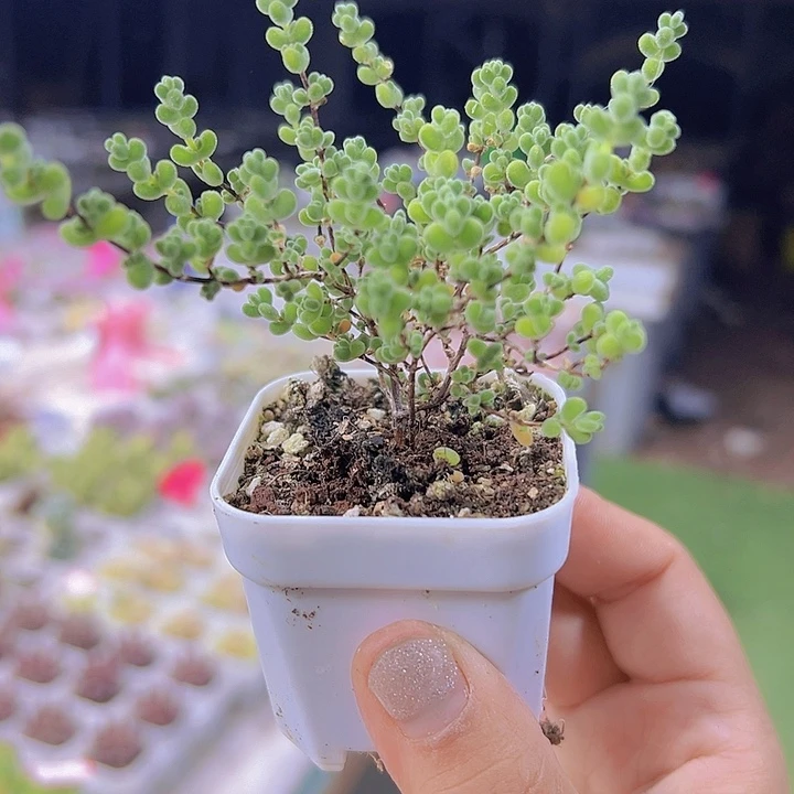 莱斯枝干19包邮多肉植物