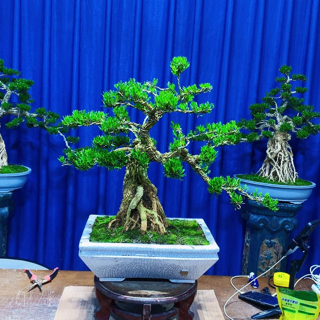 黄杨盆景一物一拍用****0