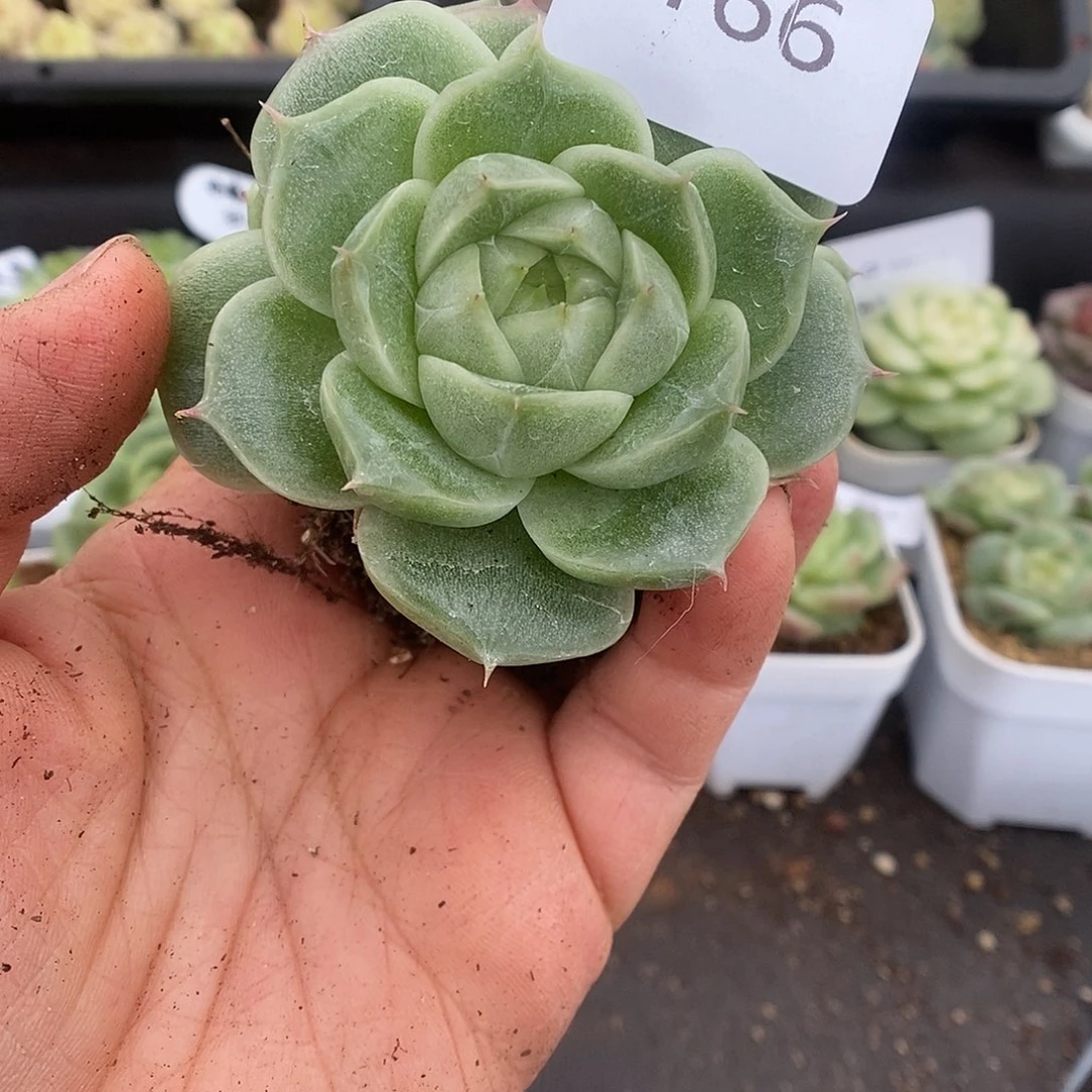 一物一拍一物一拍925-166