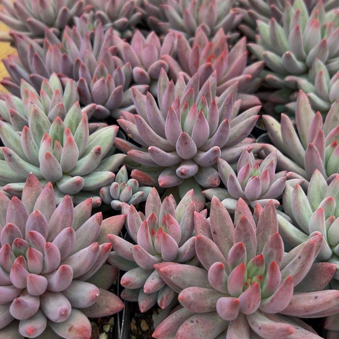 796的人都在用这个词了吗