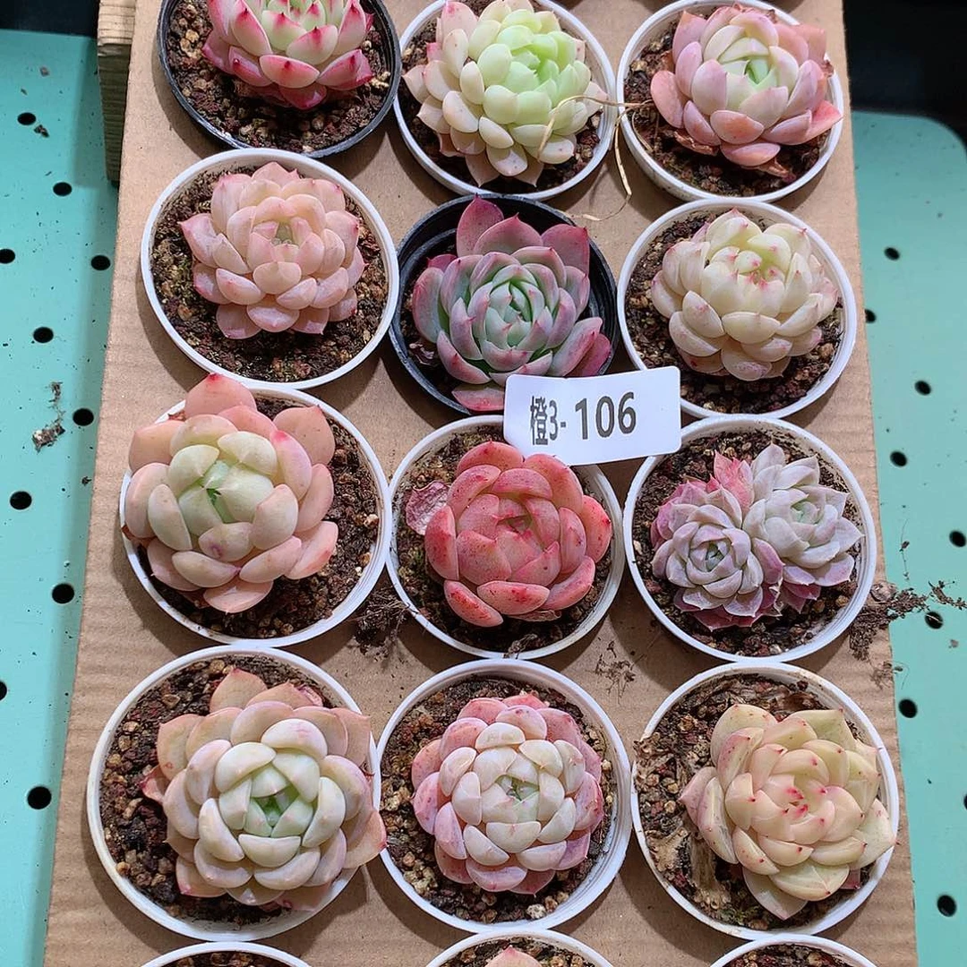 3-106一物一拍带盆18颗