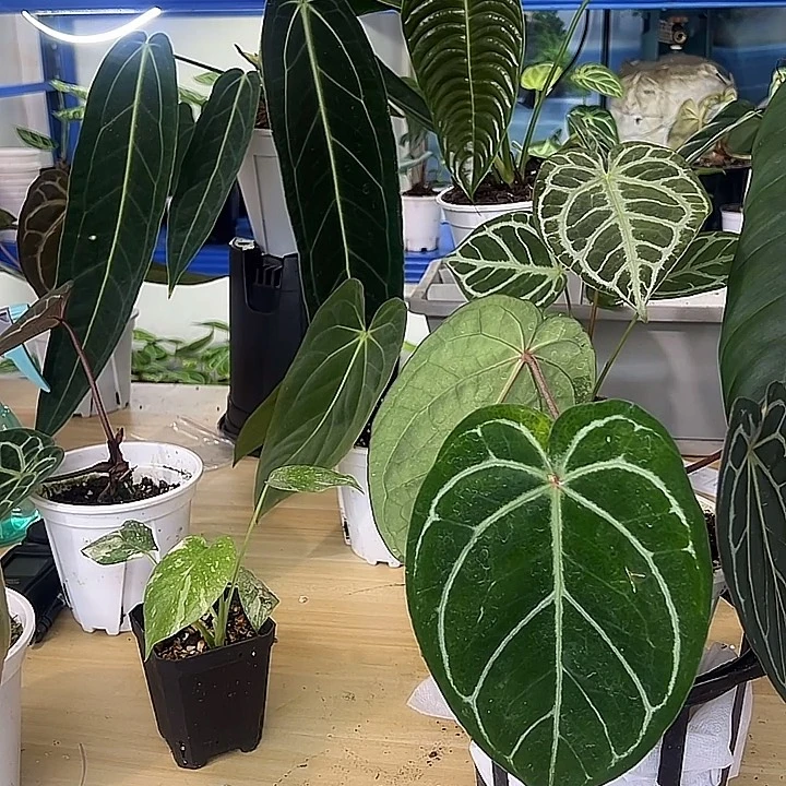 无花朵红水晶杂黑丝绒