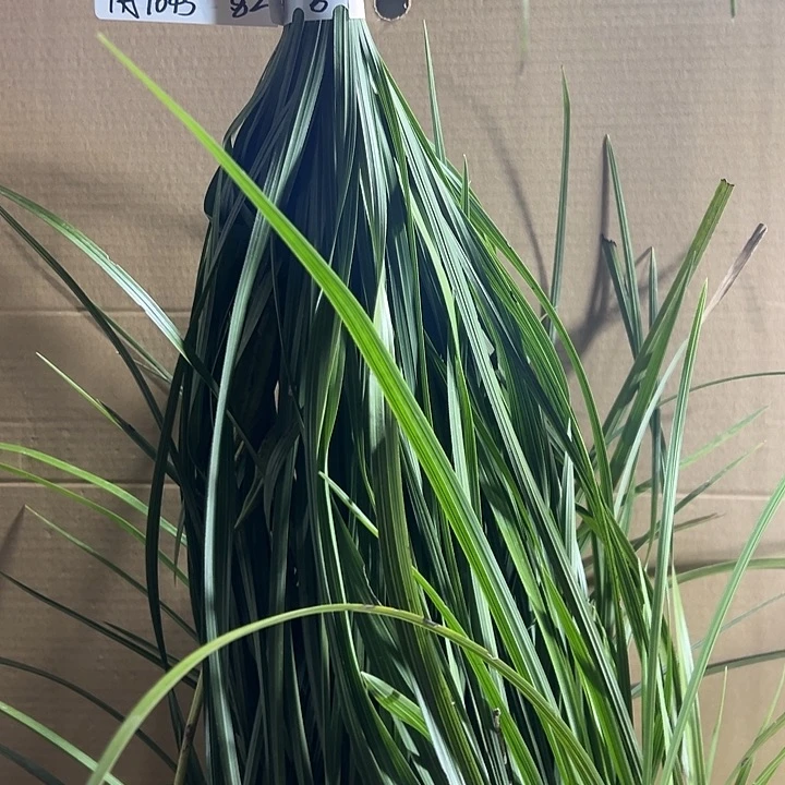 完全开放蕙兰浓香型