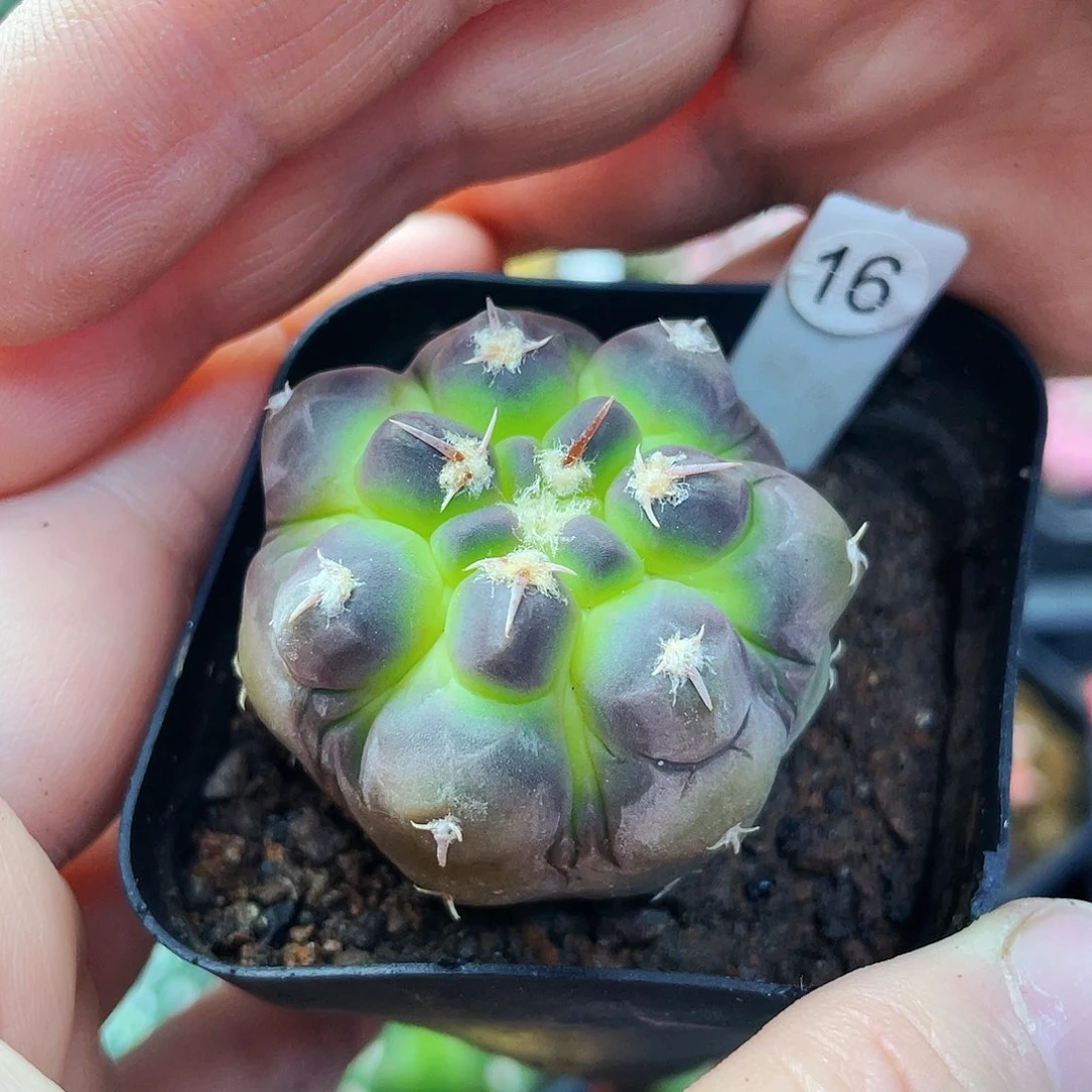 非偏远地区满25包邮小人裸根