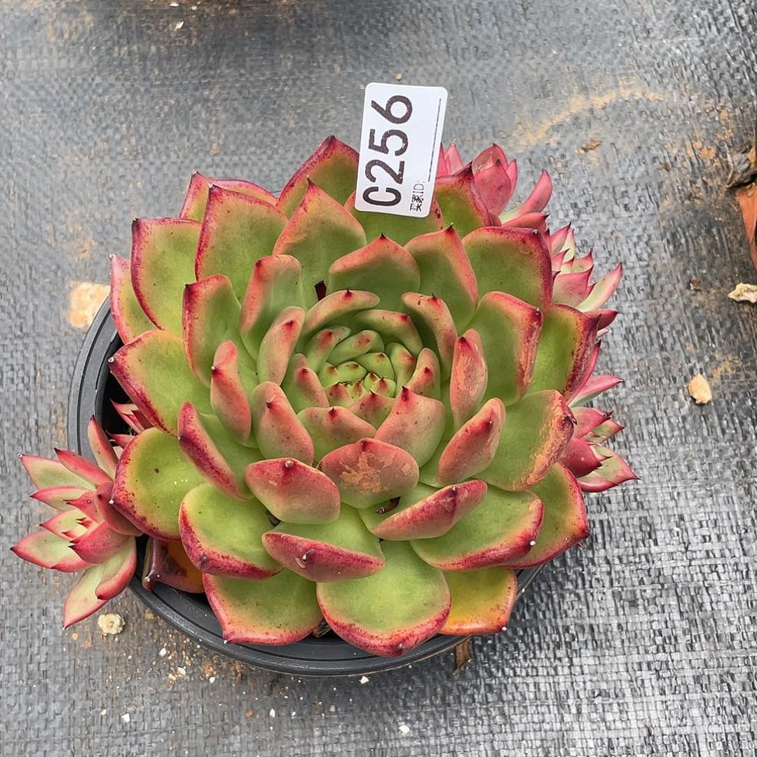 若如东云单拍C256