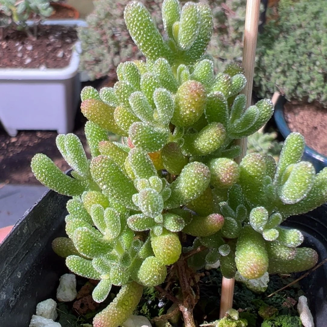 冰糖55倍老桩福利