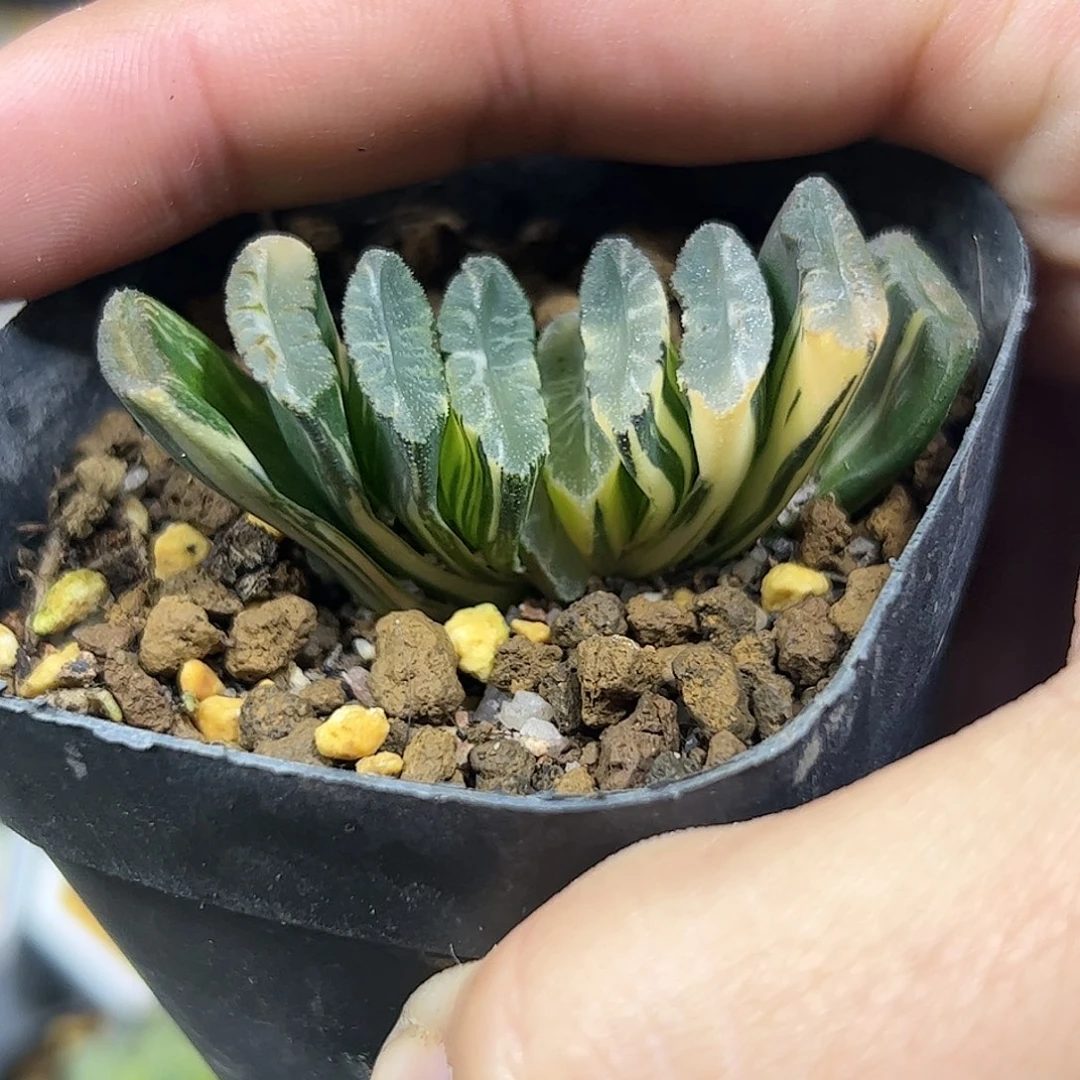 电影玉扇锦十二卷多肉