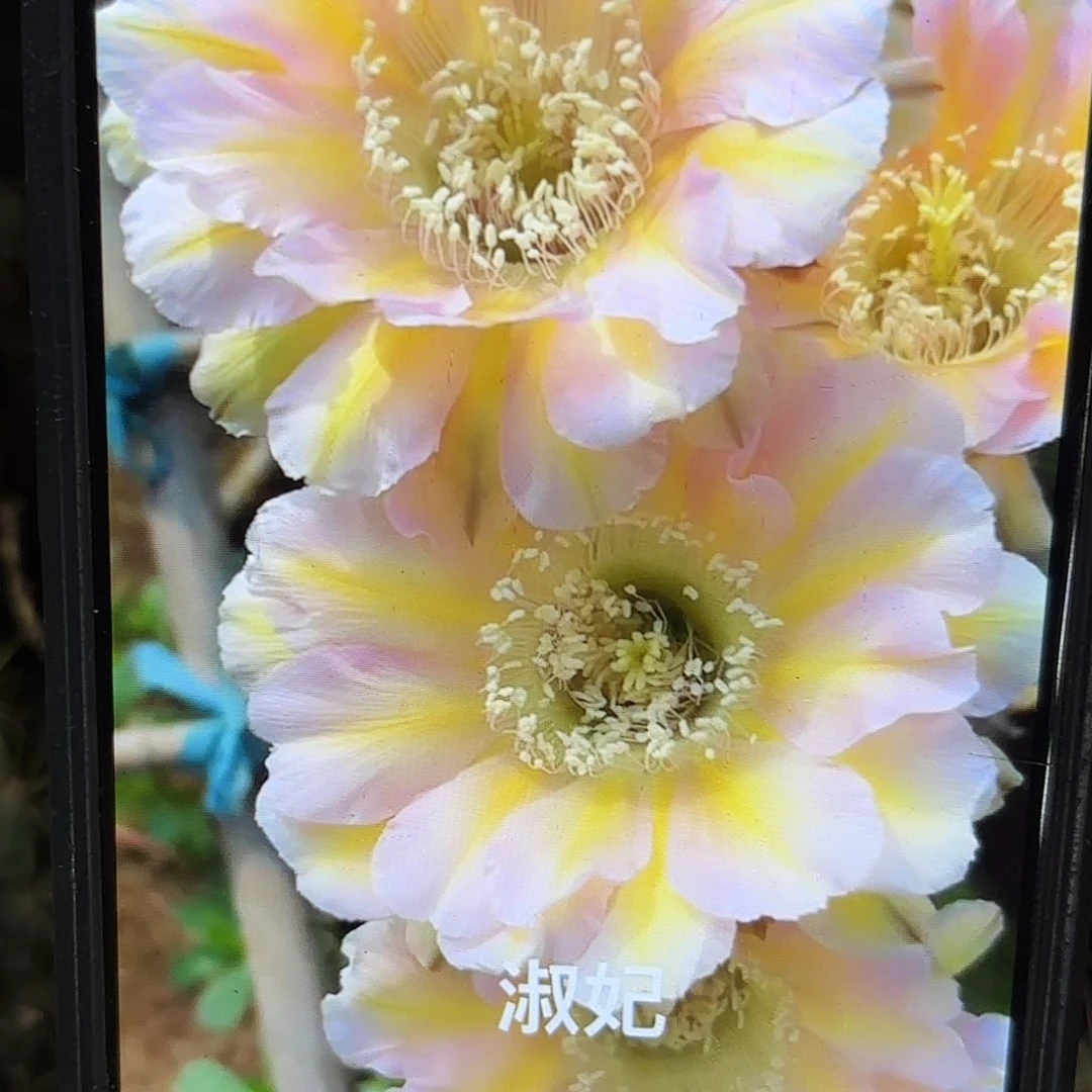 淑妃彩侧牙20包邮22