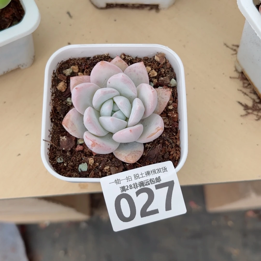 嫦娥单头多肉多肉多肉