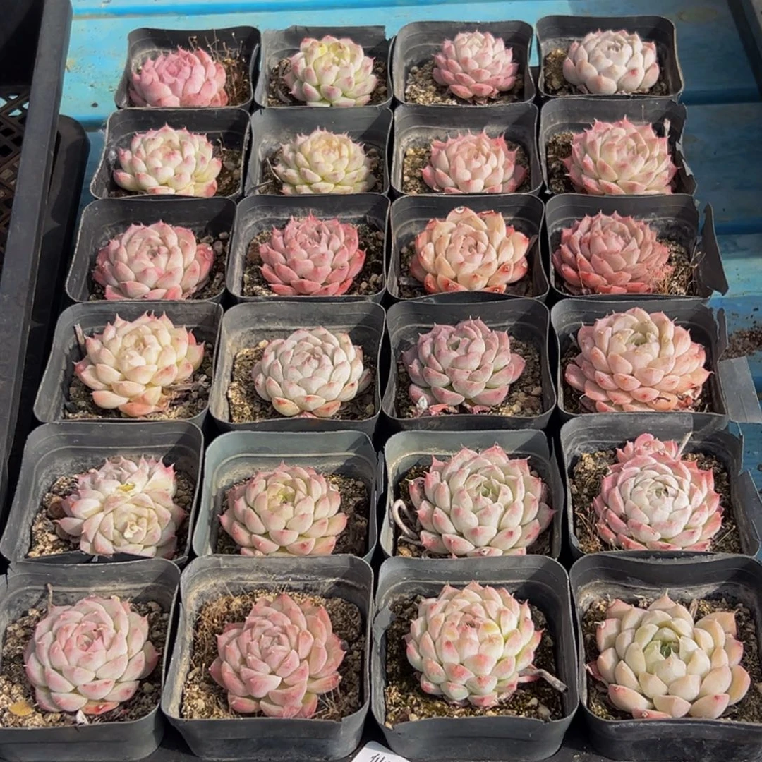 980大热天的一天从早上