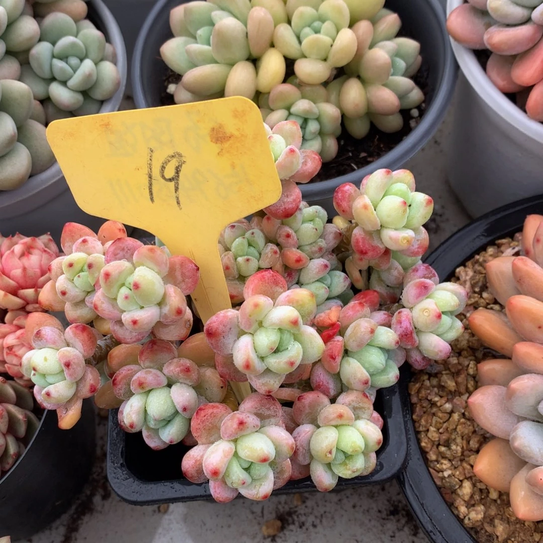 樱花劳尔727272727272