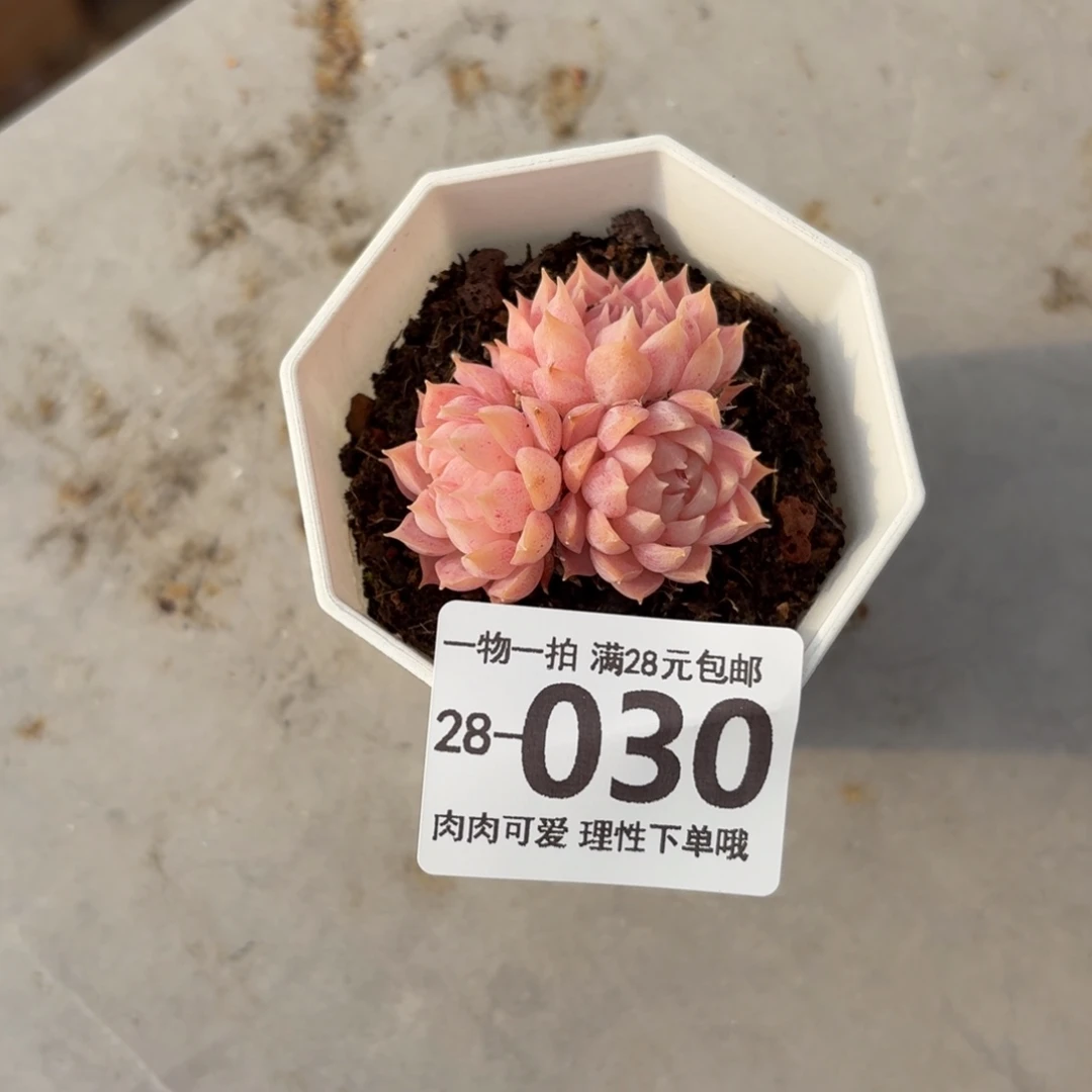 朱砂痣无盆土发货无