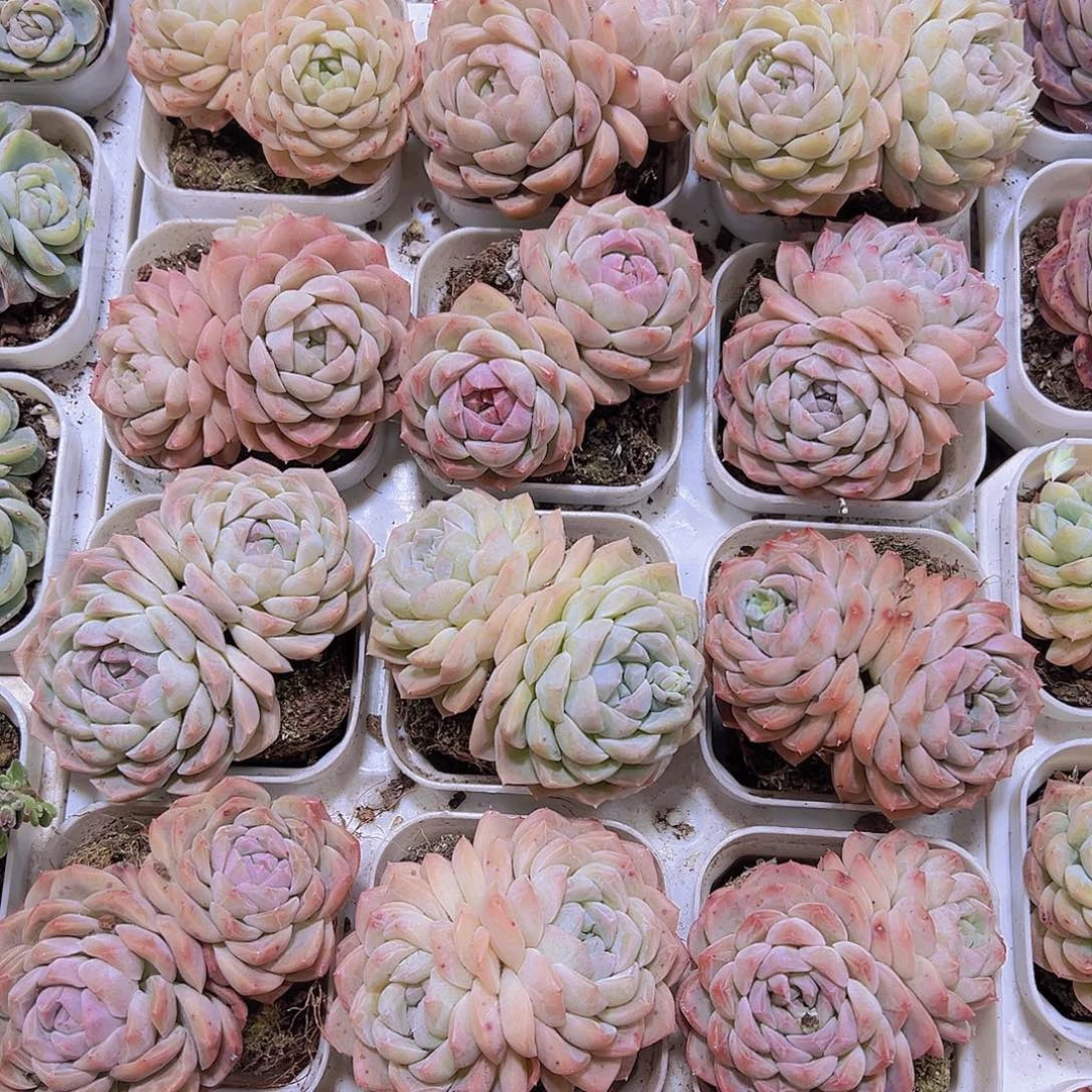 双头绿心19包邮多肉植物