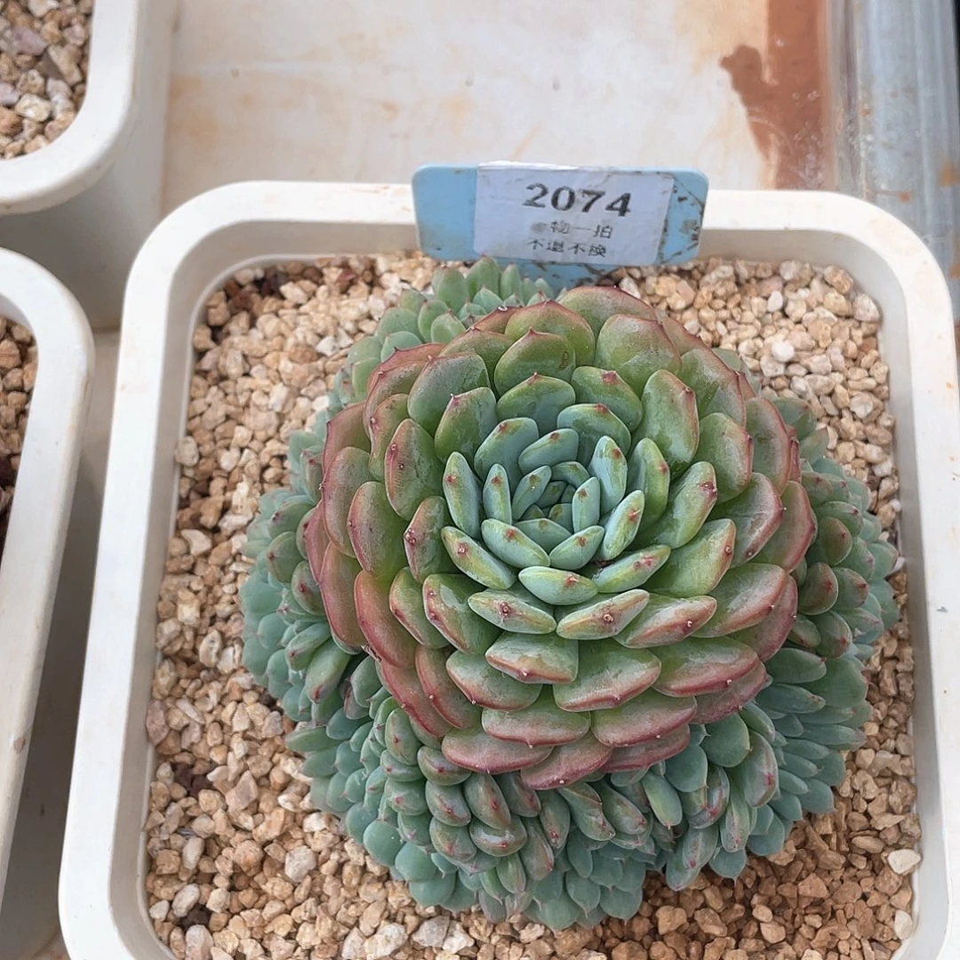 本***心白胖子缀化2074号