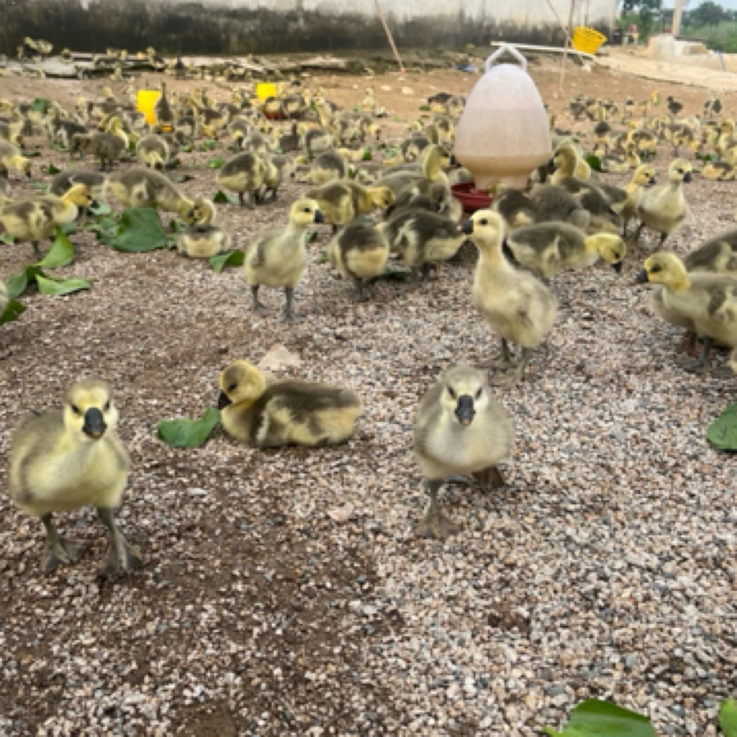 守月1斤呆萌网红宠物（狮头）鸭鹅活体狮头鹅纯种正宗狮头鹅