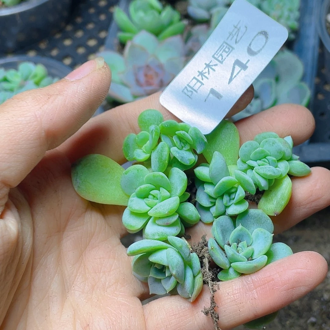 多肉植物多肉植物140