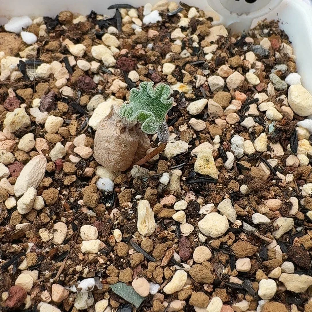 多肉植物冰晶海带40