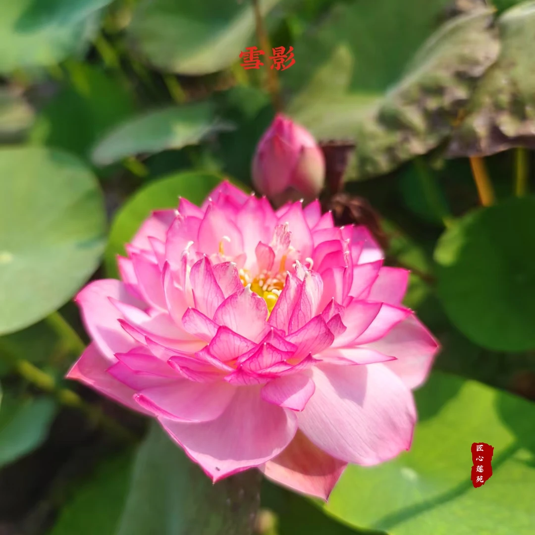 雪影【匠心莲苑】小微型碗莲 窗台阳台露台首选碗莲