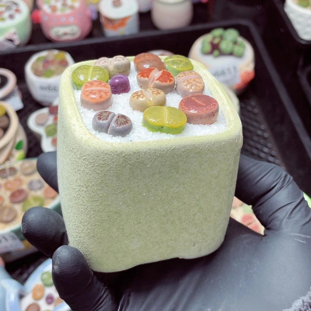 w6617--带盆土发货，零下地区拍保温箱