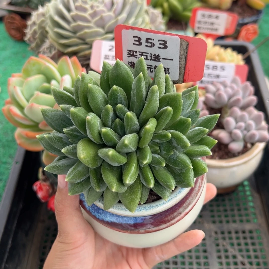 表妹精品多肉植物353.