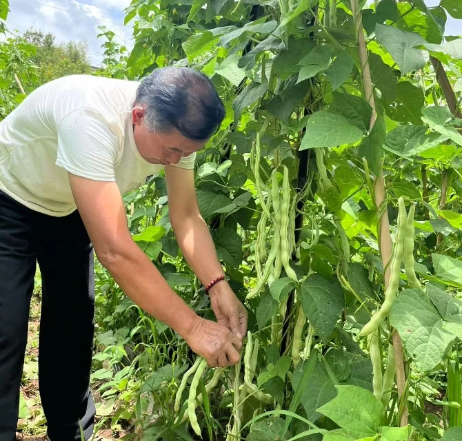 农家新鲜白豆角四季豆现摘现发新鲜蔬菜