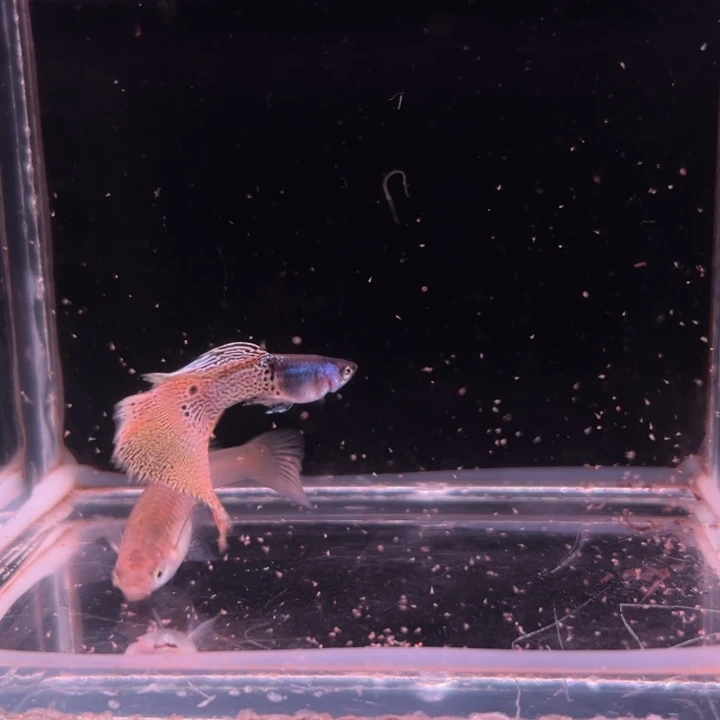 孔雀鱼重金属黄蕾丝1对