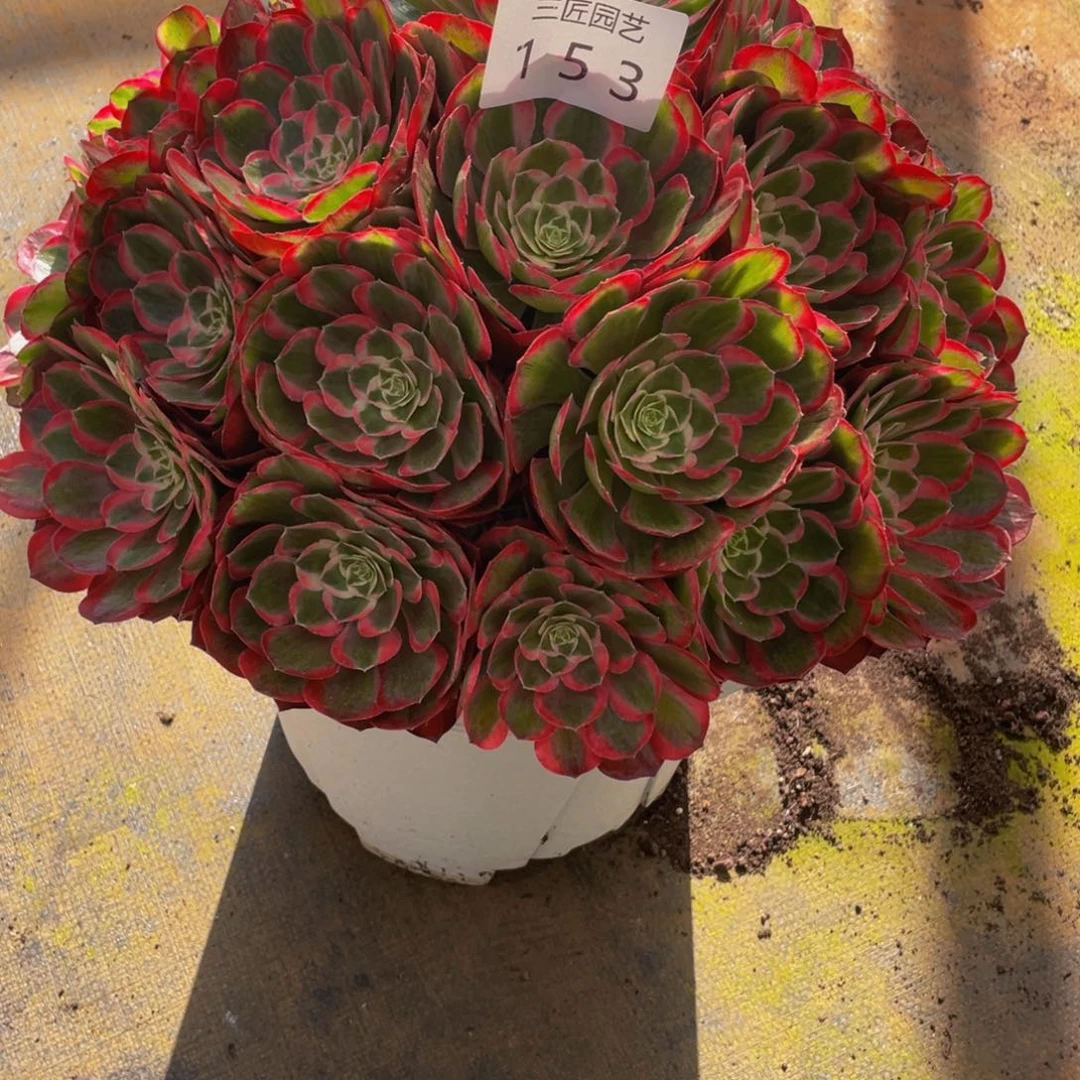 兰***菏【通用】万圣节系列群生多肉植物万老桩大手捧精品多肉