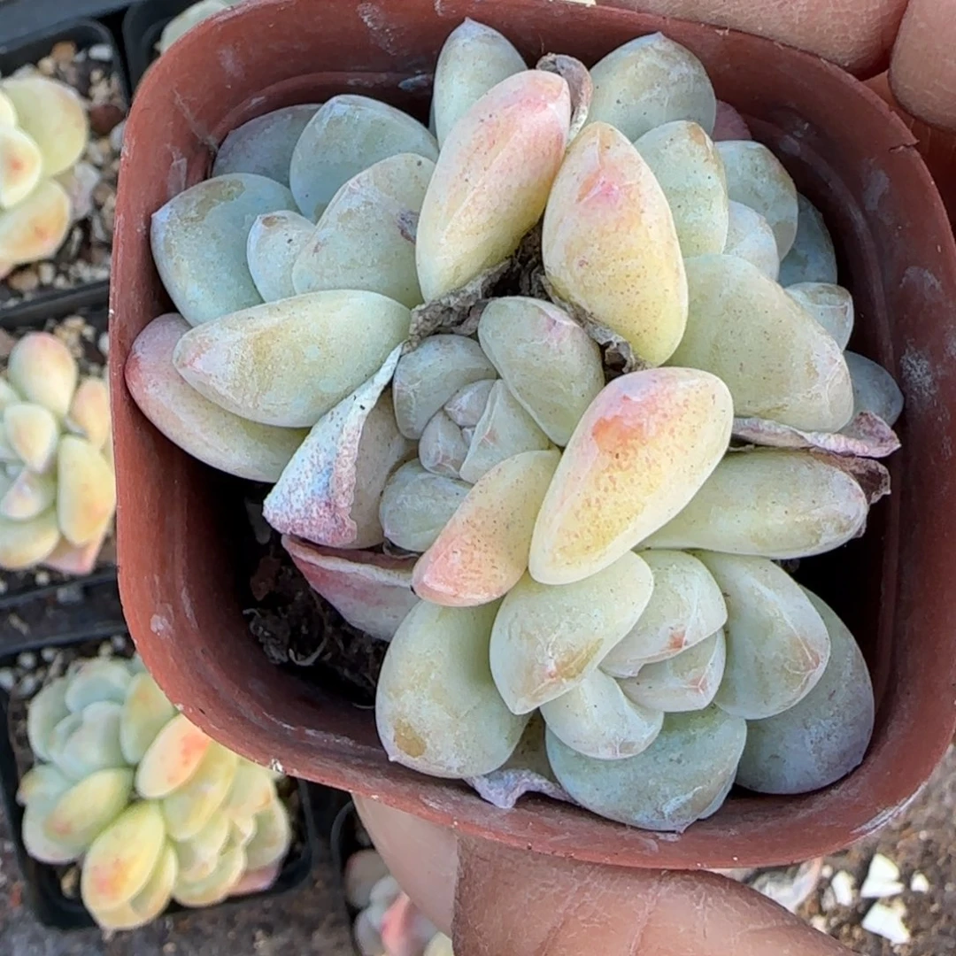 小卡拉米糖心一物一拍