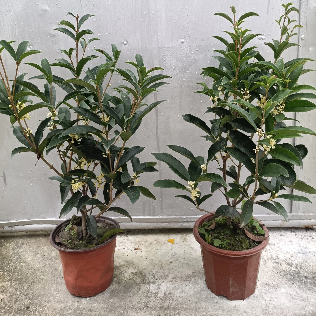 四季桂花盆栽当年开花浓香型好养两棵包邮
