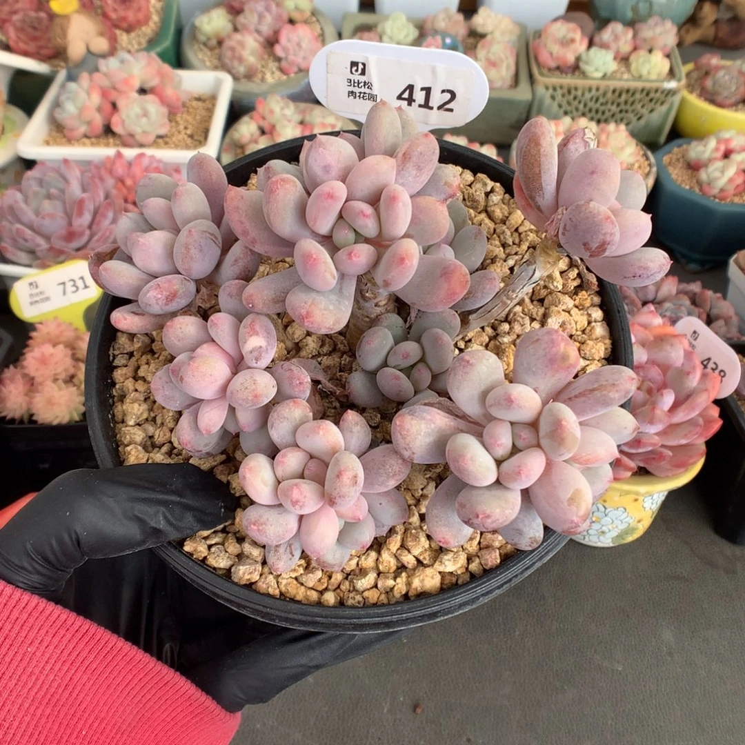 412 老桩香香雪多肉多肉