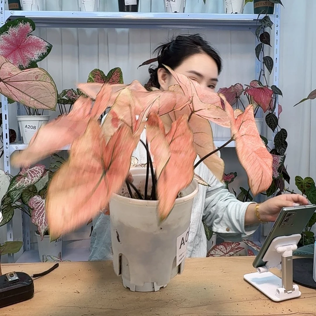 无花朵昂*昂海莫A285