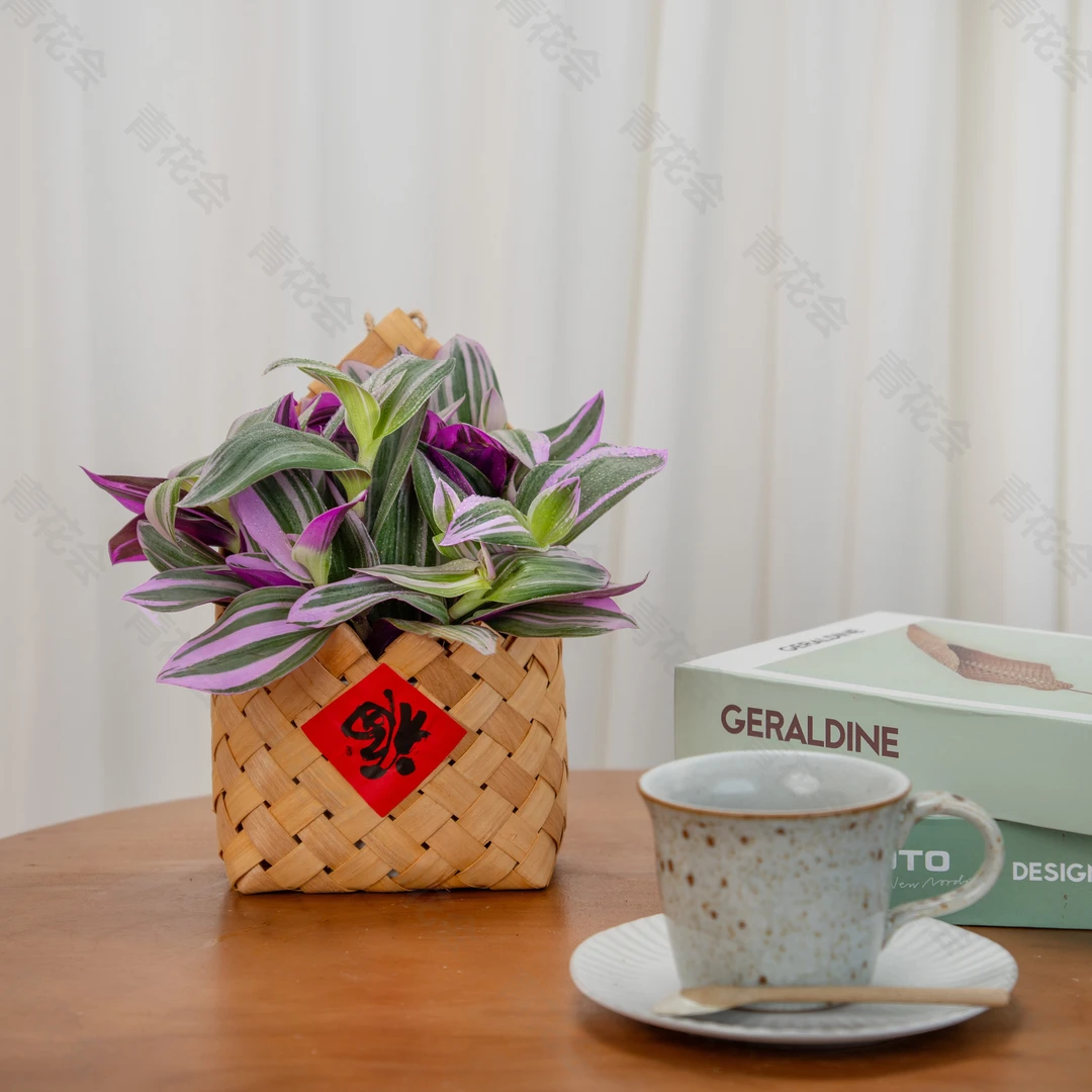 【油画吊兰】紫色吊兰鲜活办公室内挂墙垂挂花卉四季好养净化空气