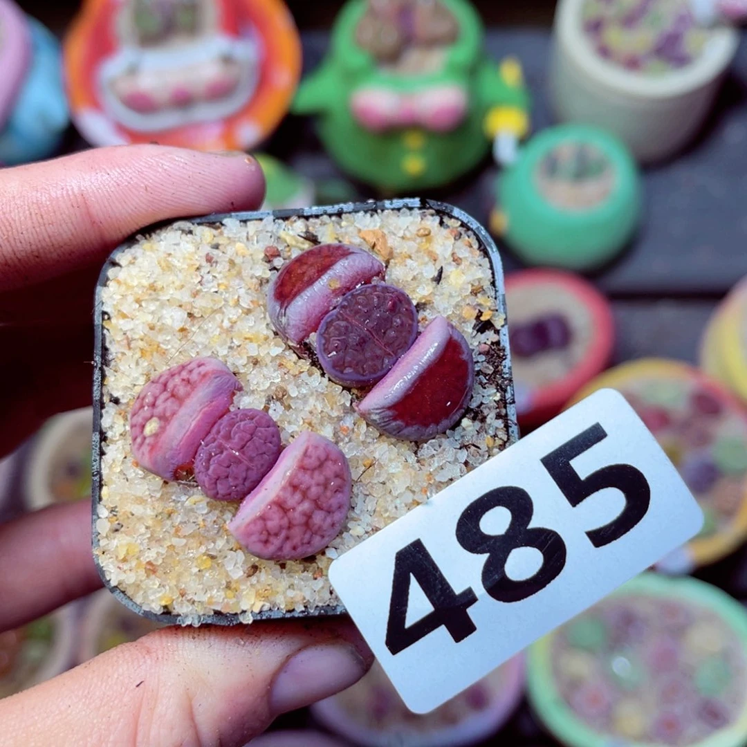 485生石花带盆发