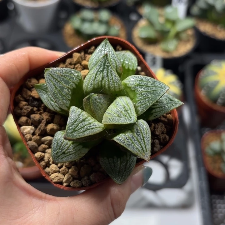 青蟹白羊座多肉植物