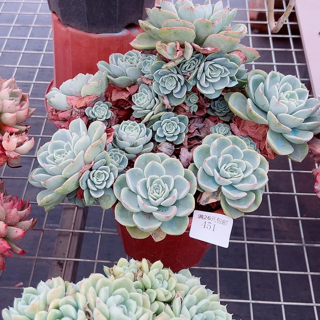 娇***451哈密瓜多肉植物多肉