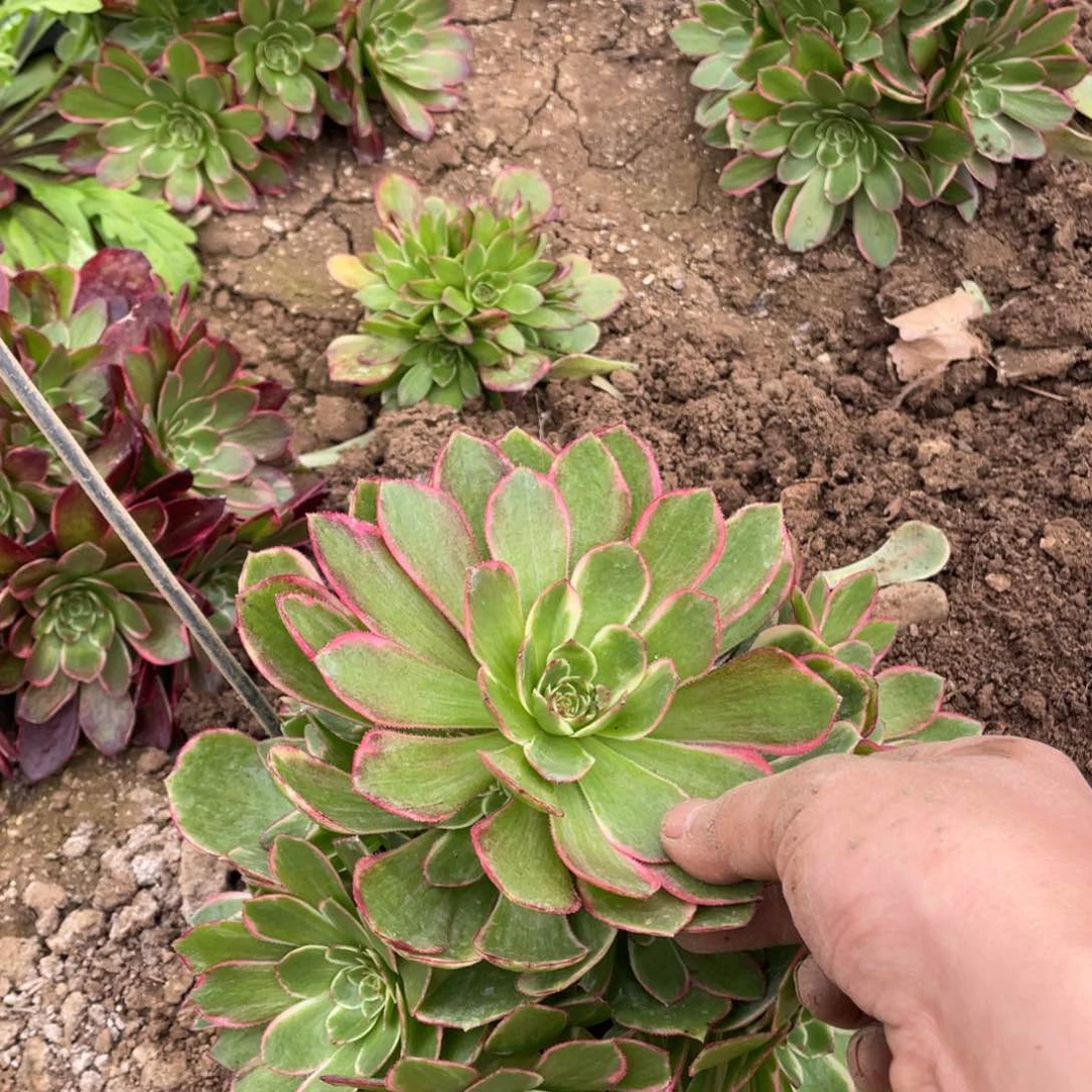 粉花妖多肉法师断枝不包量