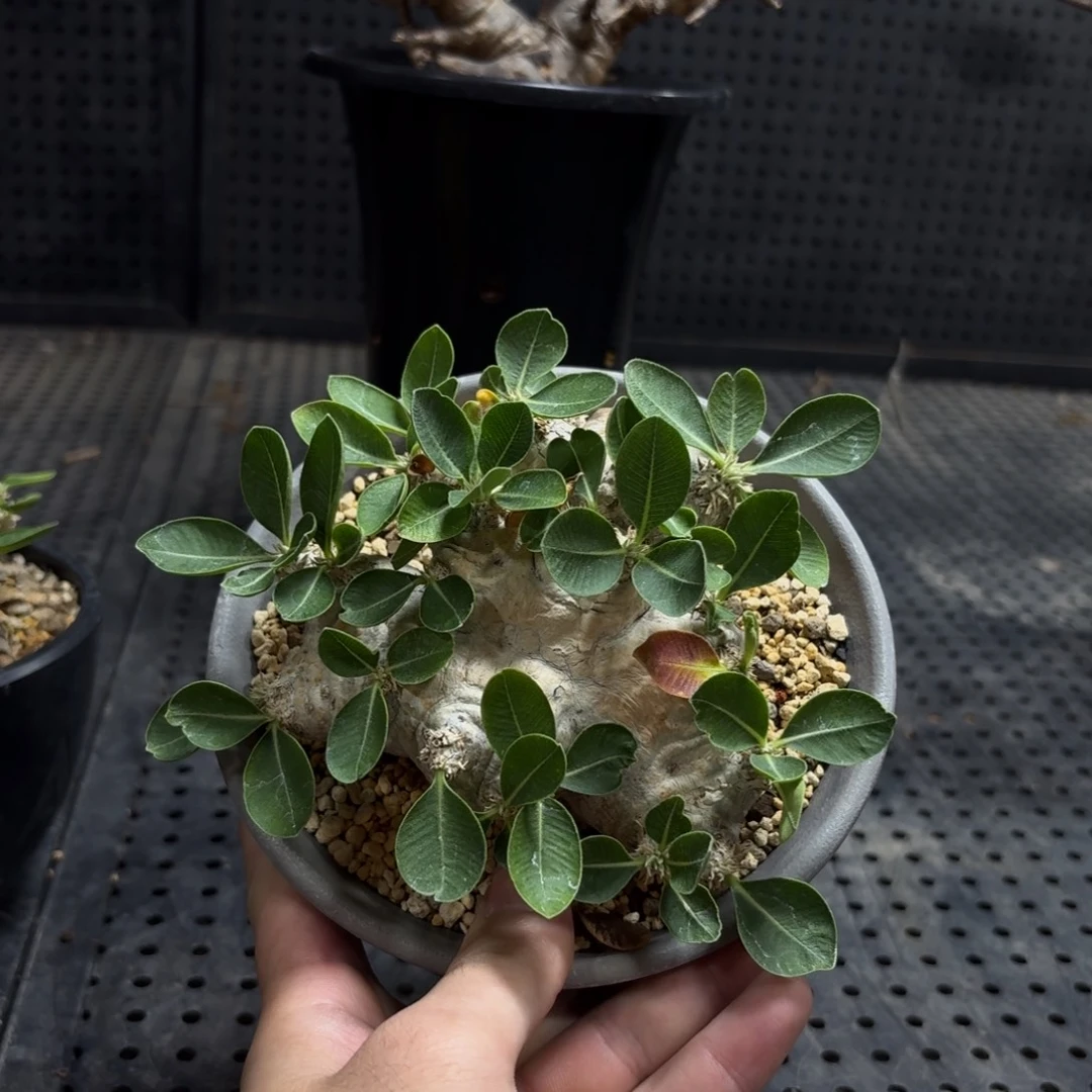 惠比须笑3669999999999