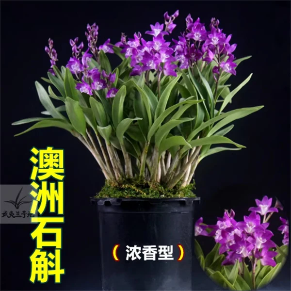 澳洲香水石斛育苗盆原土发货兰花苗室内绿植盆栽紫蝶石斛