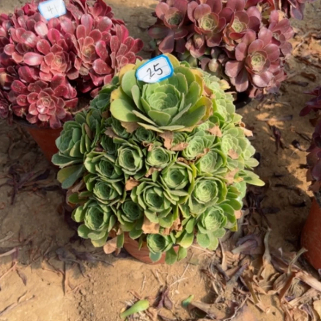 【闪购商品】惜*多肉植物绿杨荣25