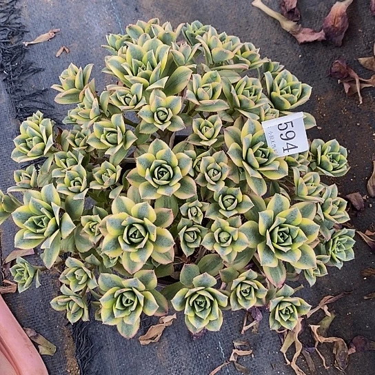 2594星爆多肉发货叶片有黑斑